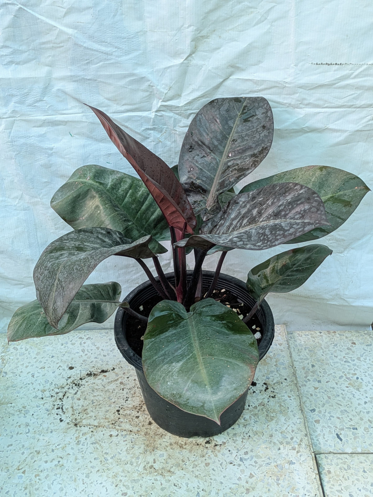 PHILODENDRON BLACK CARDINAL