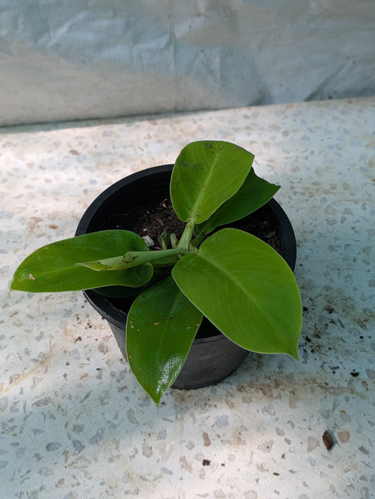 Philodendron moonlight