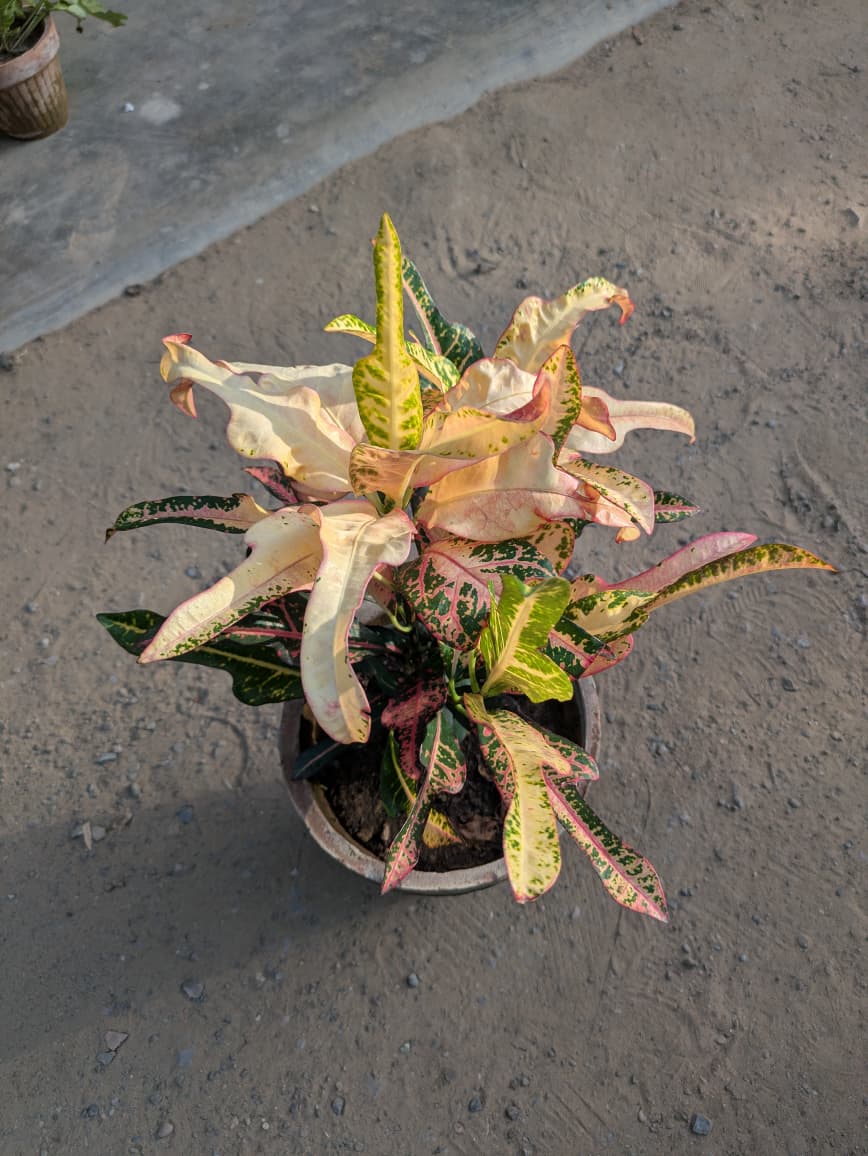 Croton