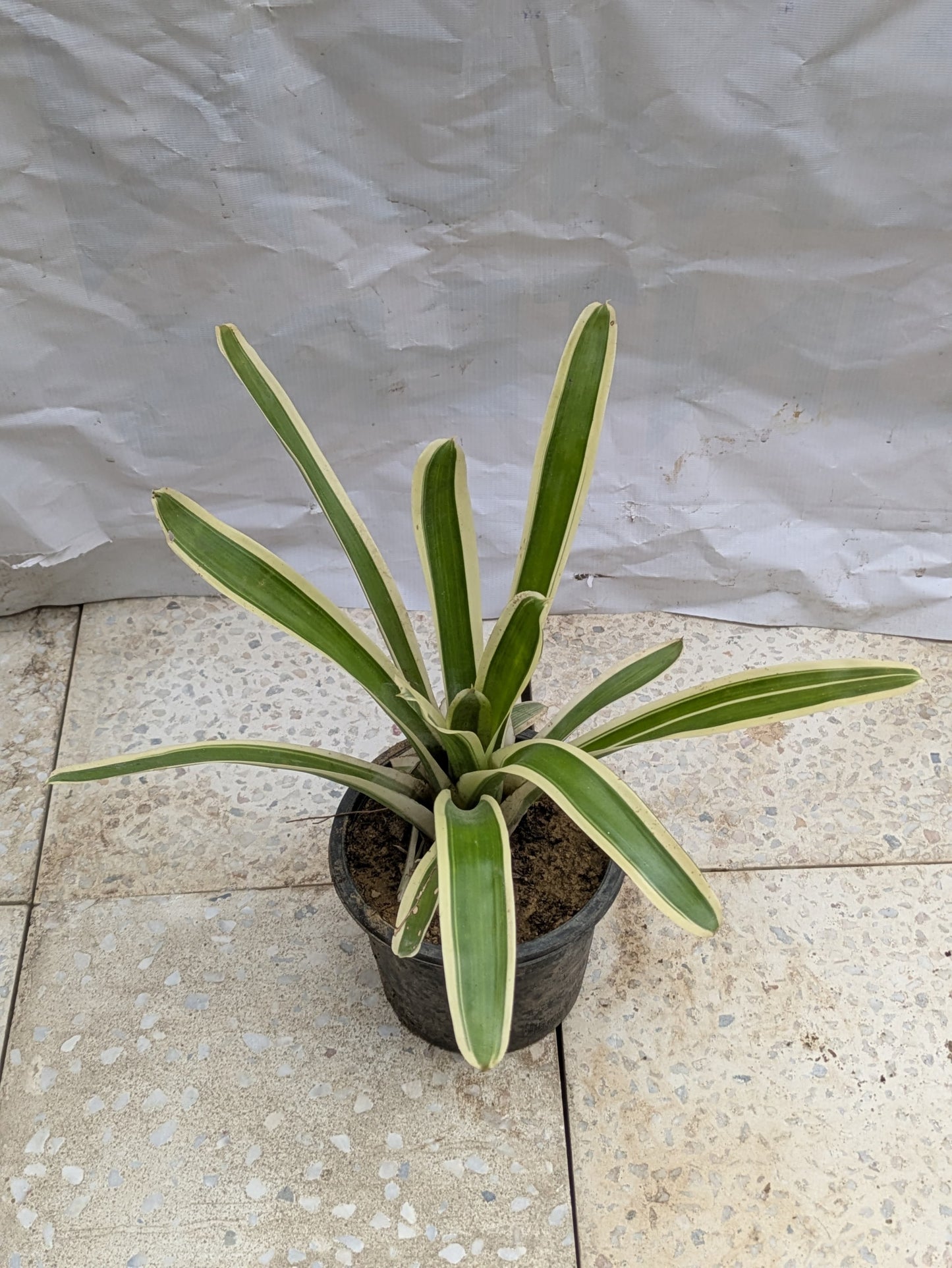 Bromeliad