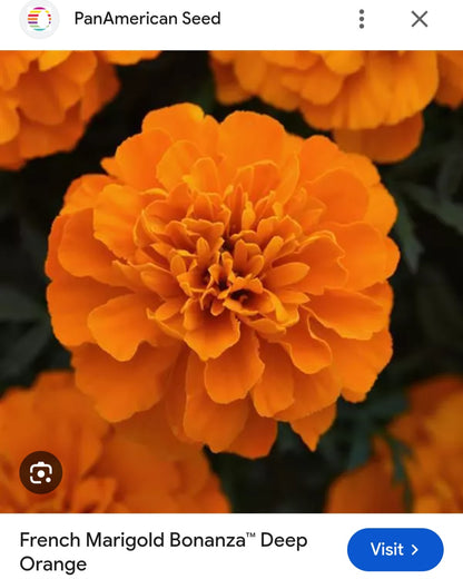 Marigold french jafri Paneeri (seedling) per dozen