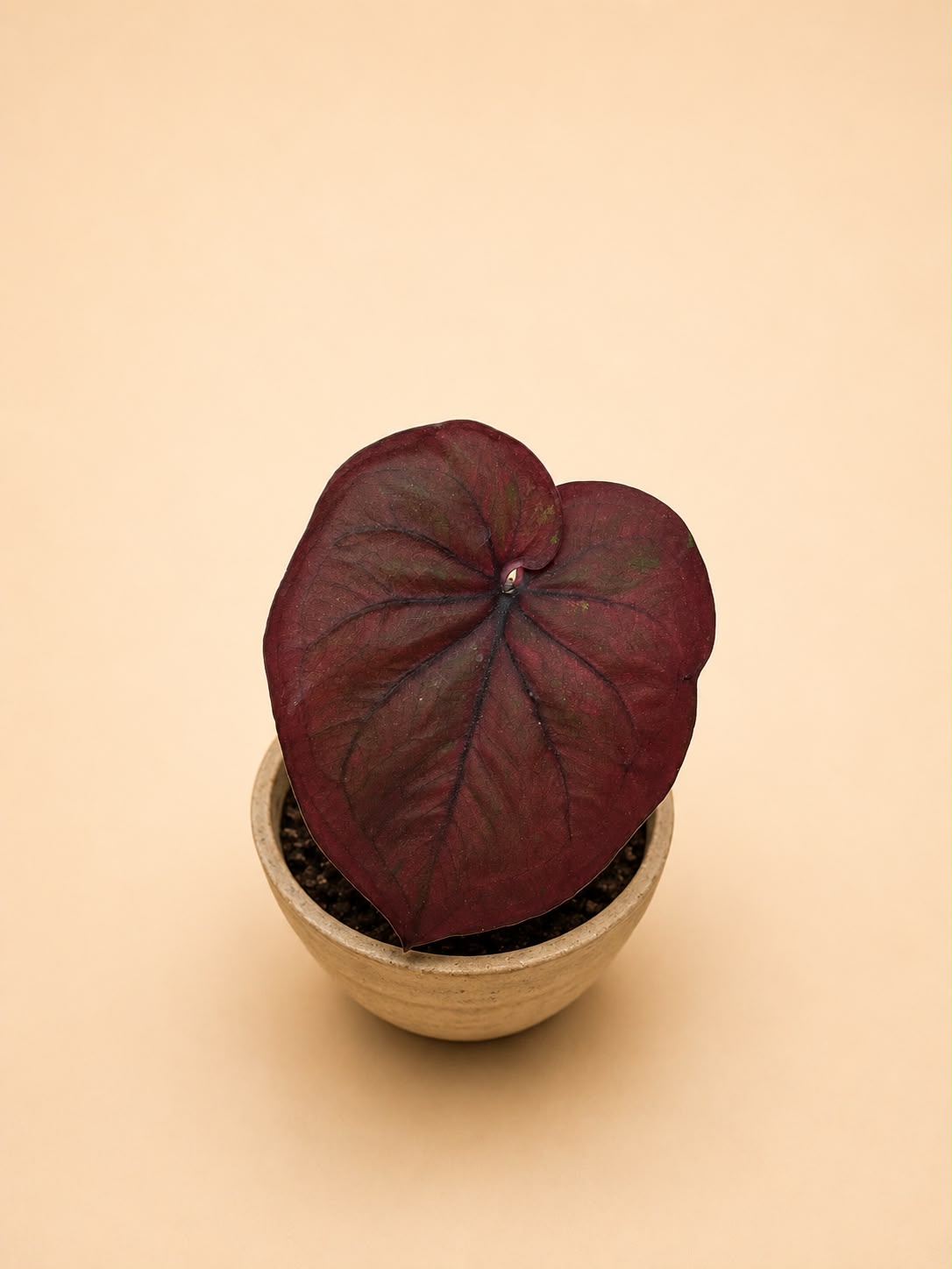 Caladium