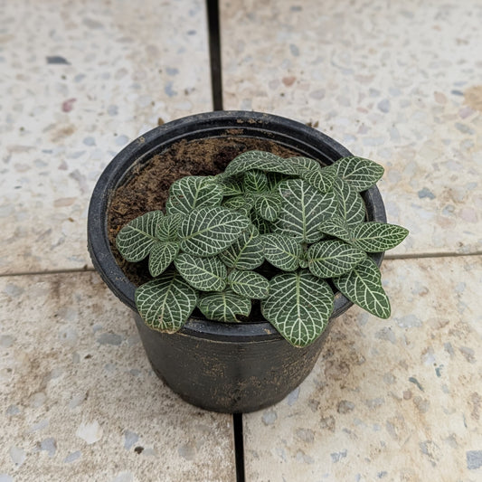 Fittonia