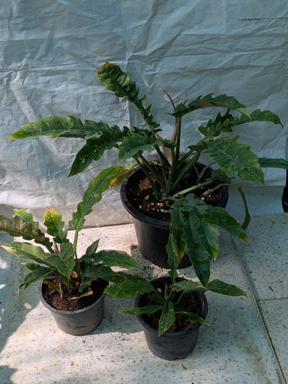 Philodendron ring of fire verigated