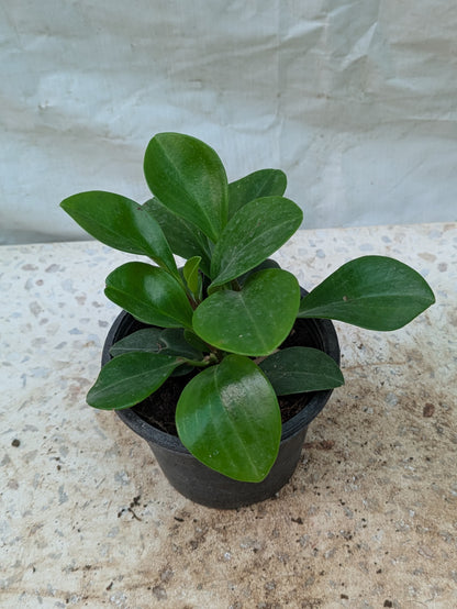 PAPEROMIA OBTUSIFOLIA ( BABY RUBBER PLANT )
