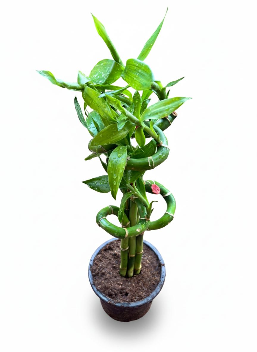 Lucky bamboo 5 Spiral