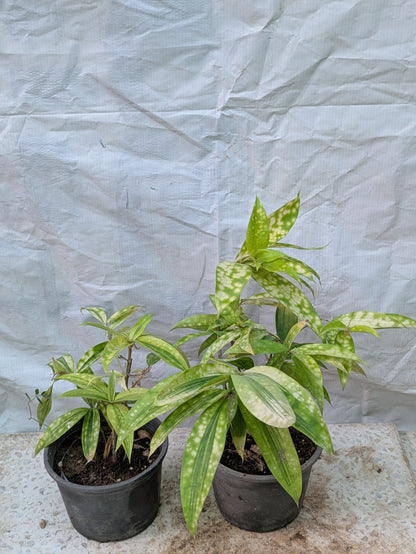 Dracena gold dust