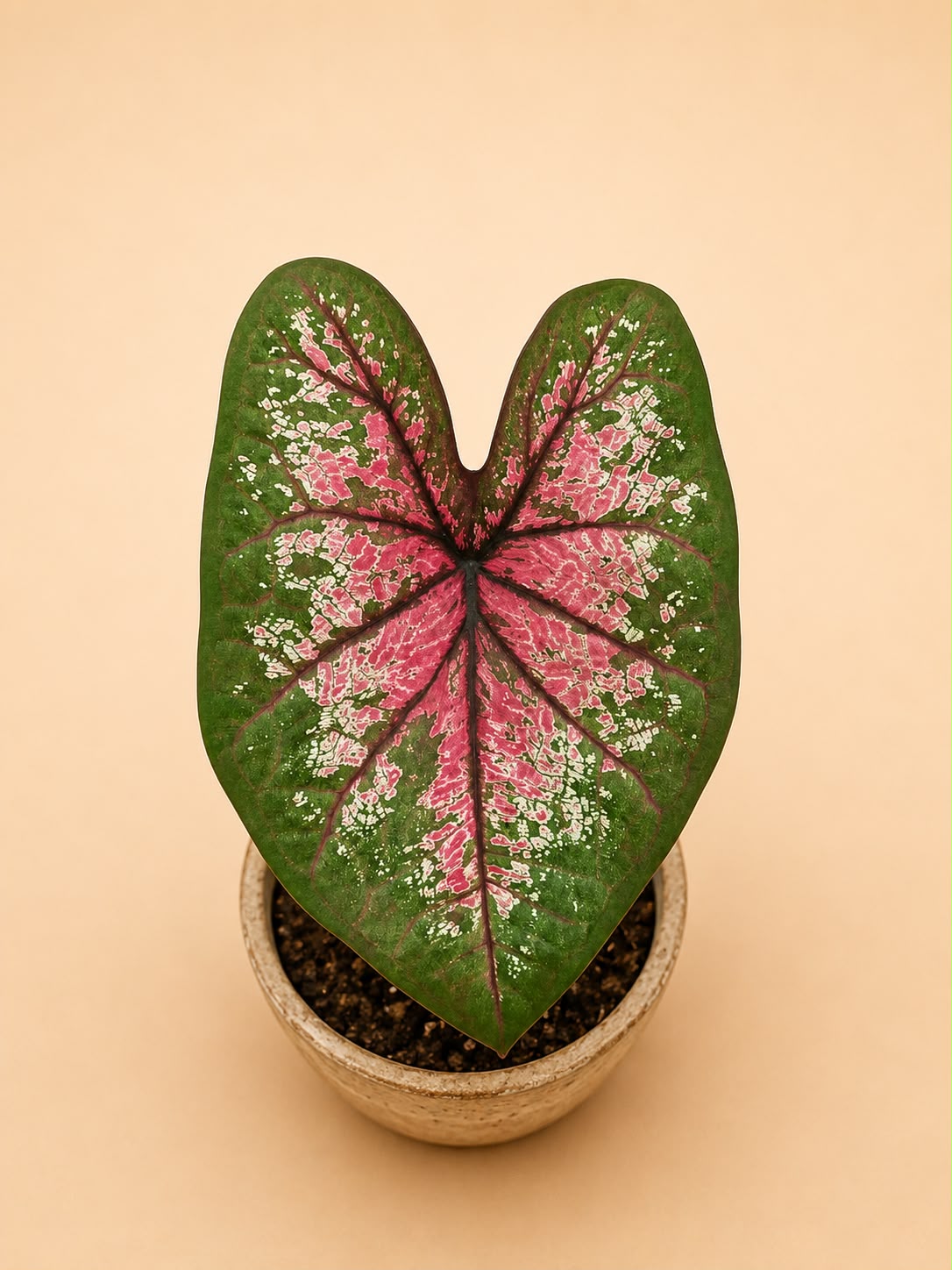 Caladium