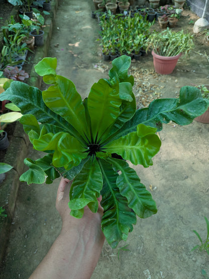 Cobra fern (asplenium nidus)