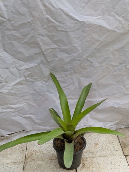 Bromeliad