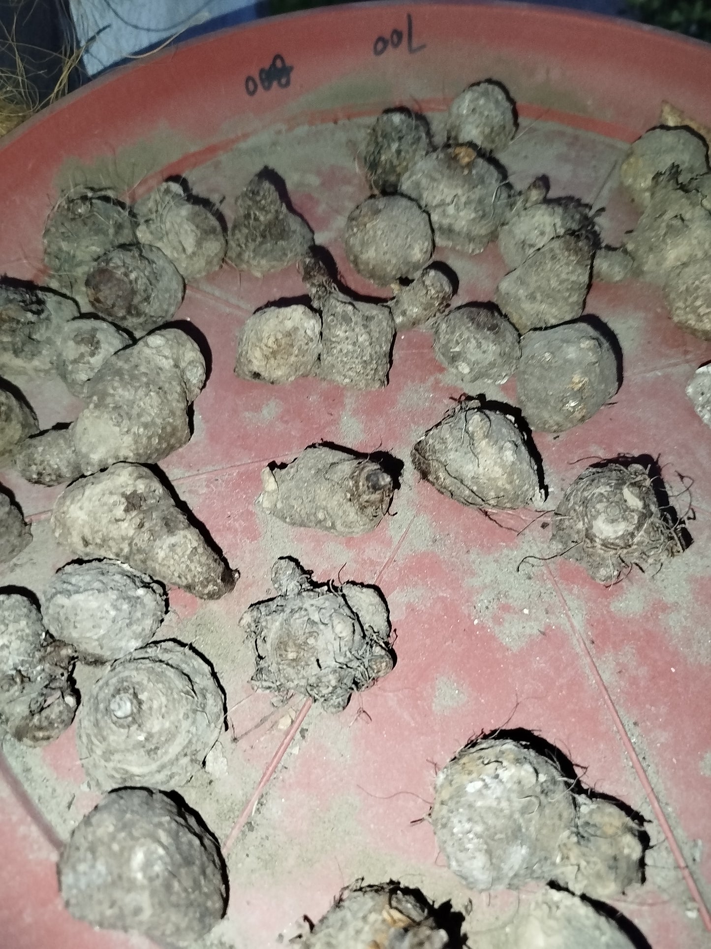 Thai Caladium bulbs