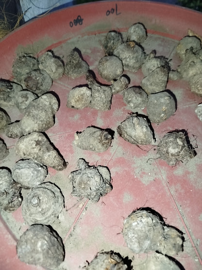 Thai Caladium bulbs
