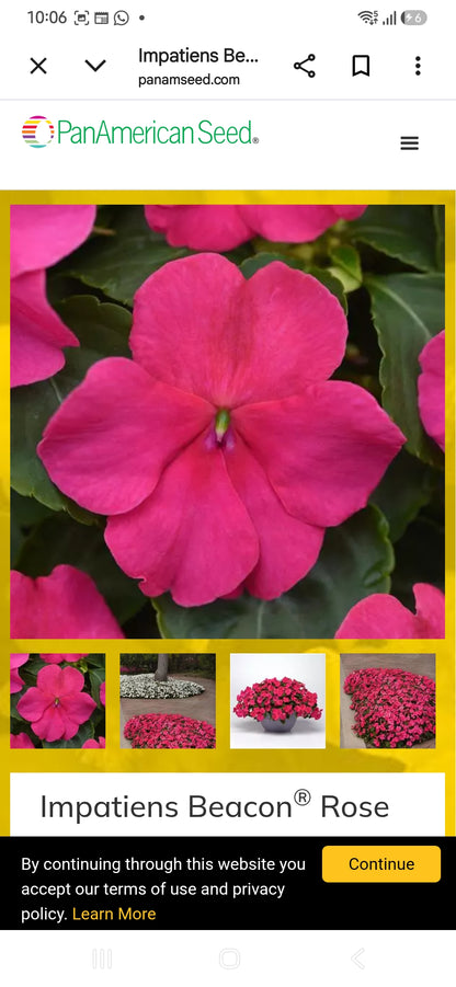 Impatiens Beacon f1  seedling per dozen