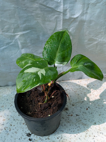 Philodendron white wizard