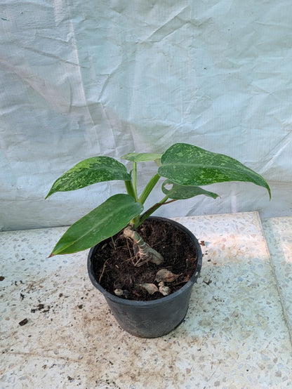 PHILODENDRON JOSE BUONO