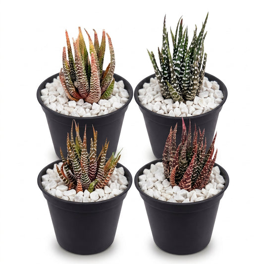 Haworthia Bundle in Nursery Plastic Pot
