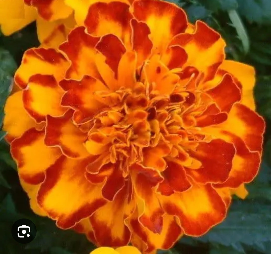 Marigold french jafri Paneeri (seedling) per dozen