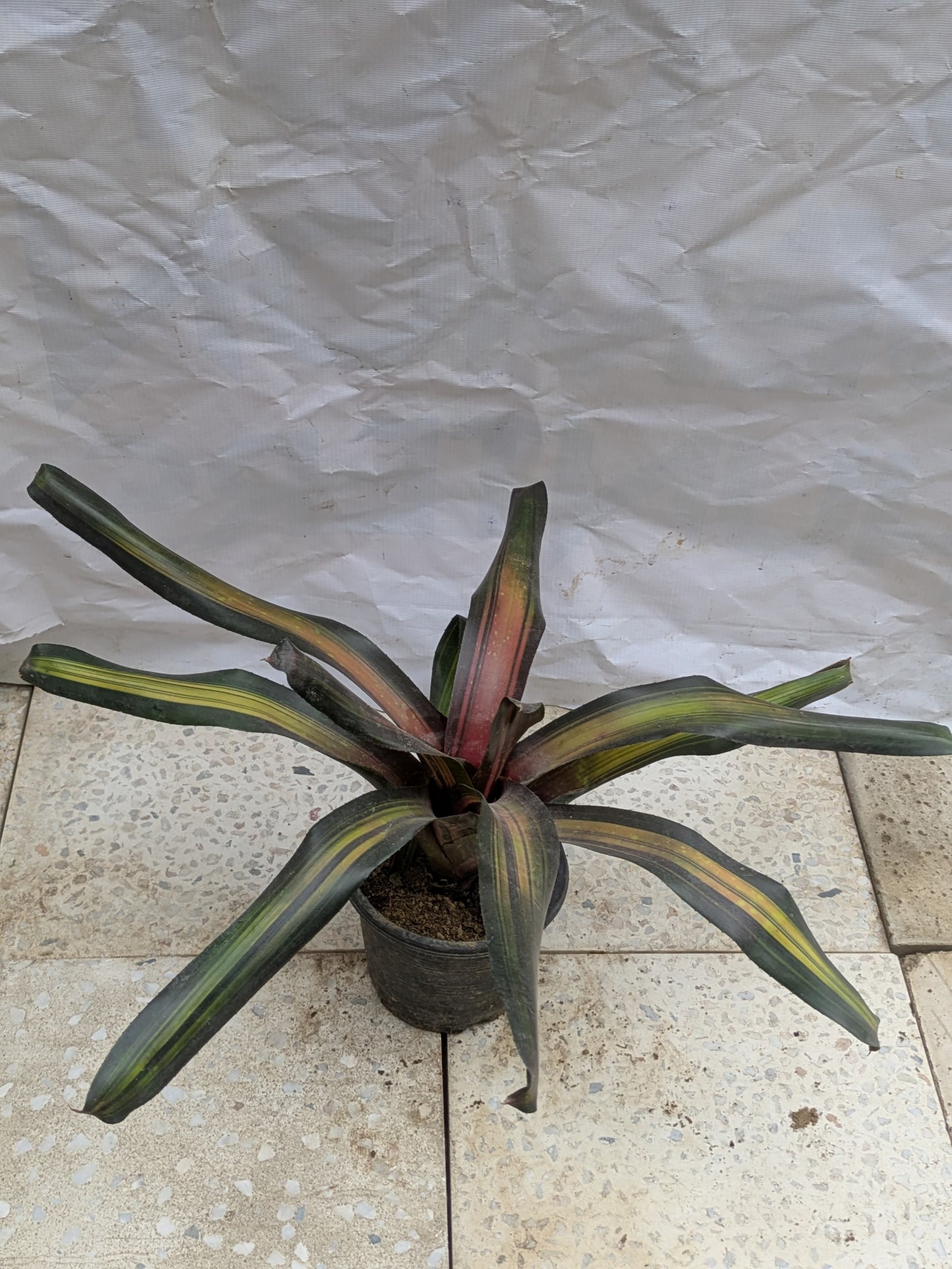 Bromeliad
