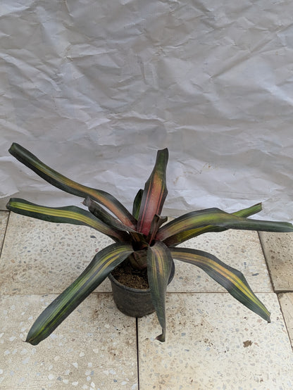 Bromeliad