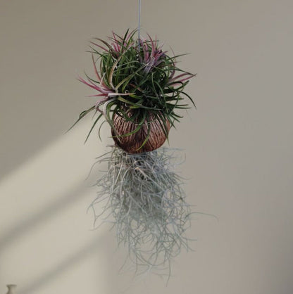 Tillandsia (Airplant) pack of 4