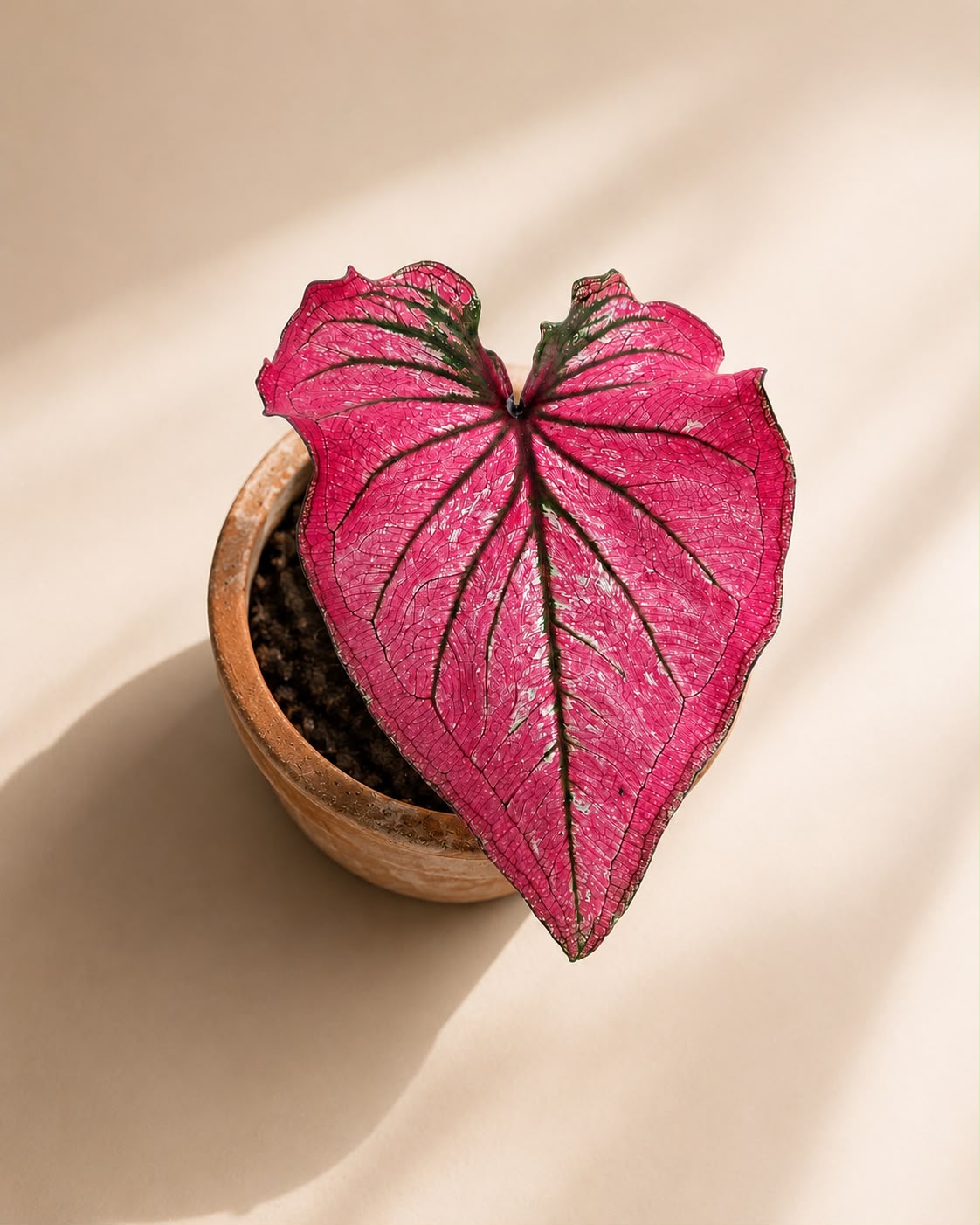 Caladium