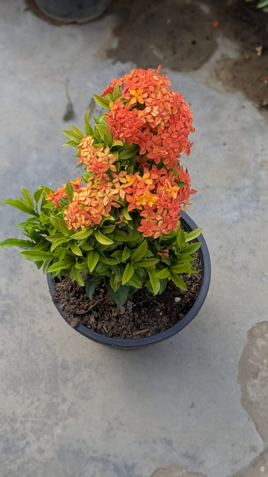 iXora