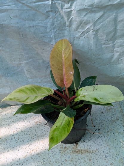 Philodendron Prince of orange