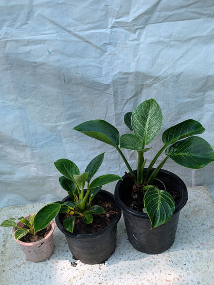 Philodendron birkin