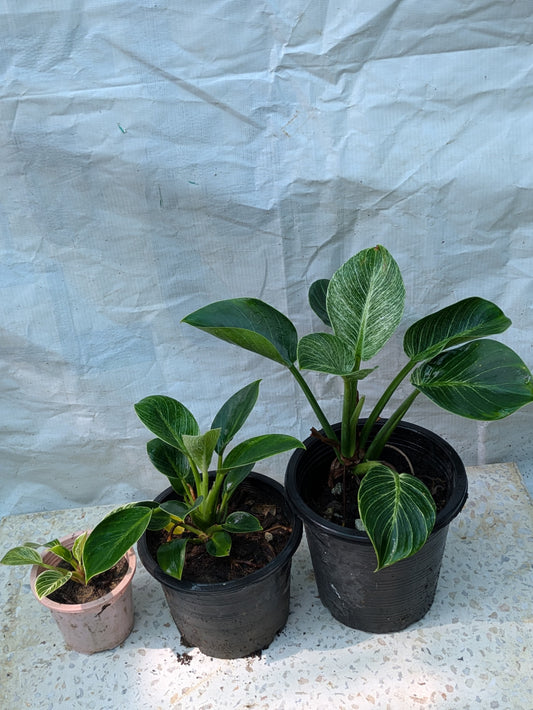 Philodendron birkin