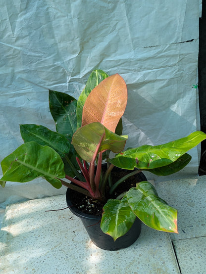 Philodendron Prince of orange