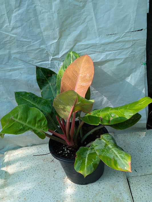 Philodendron Prince of orange