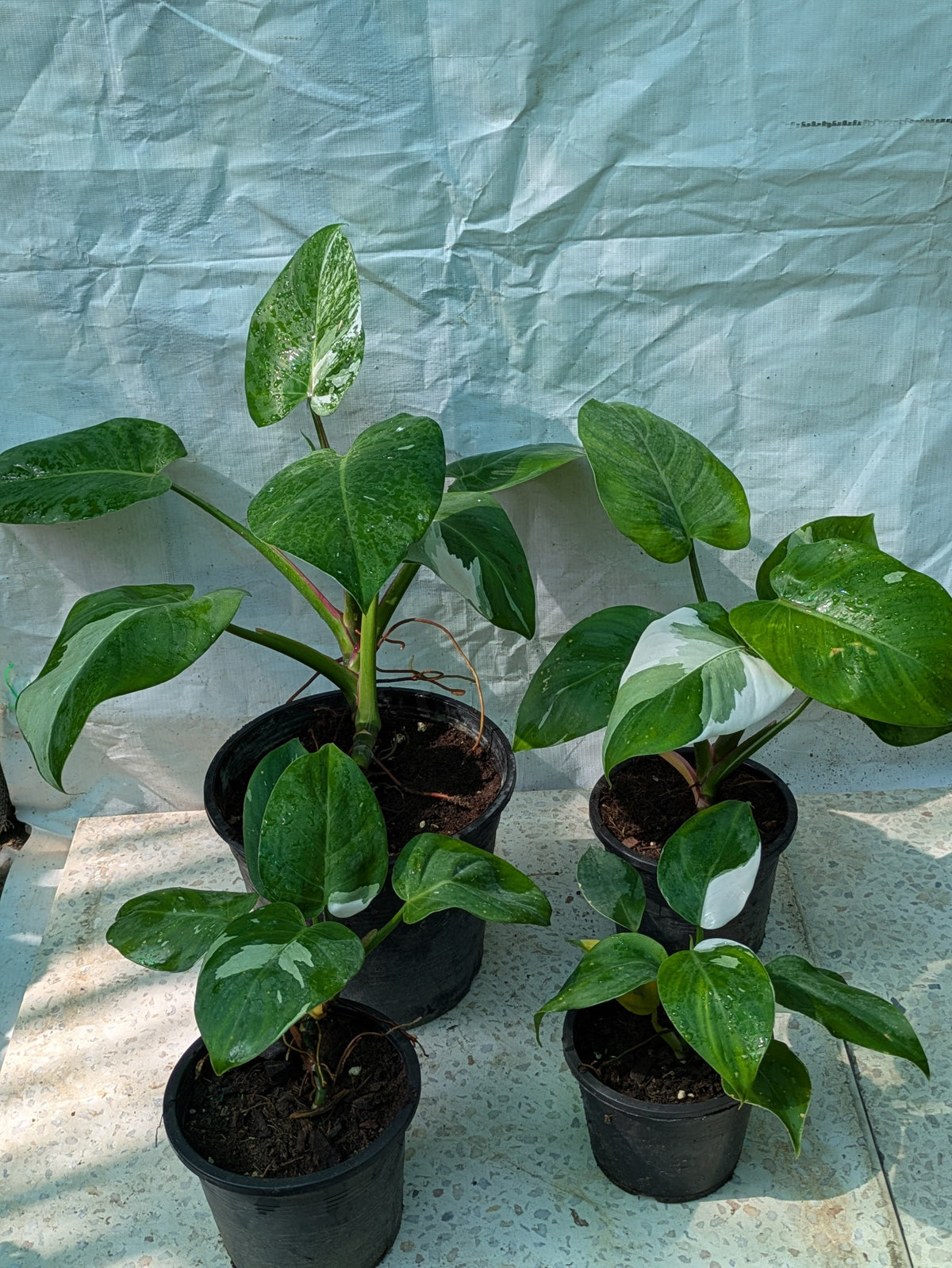 Philodendron white wizard