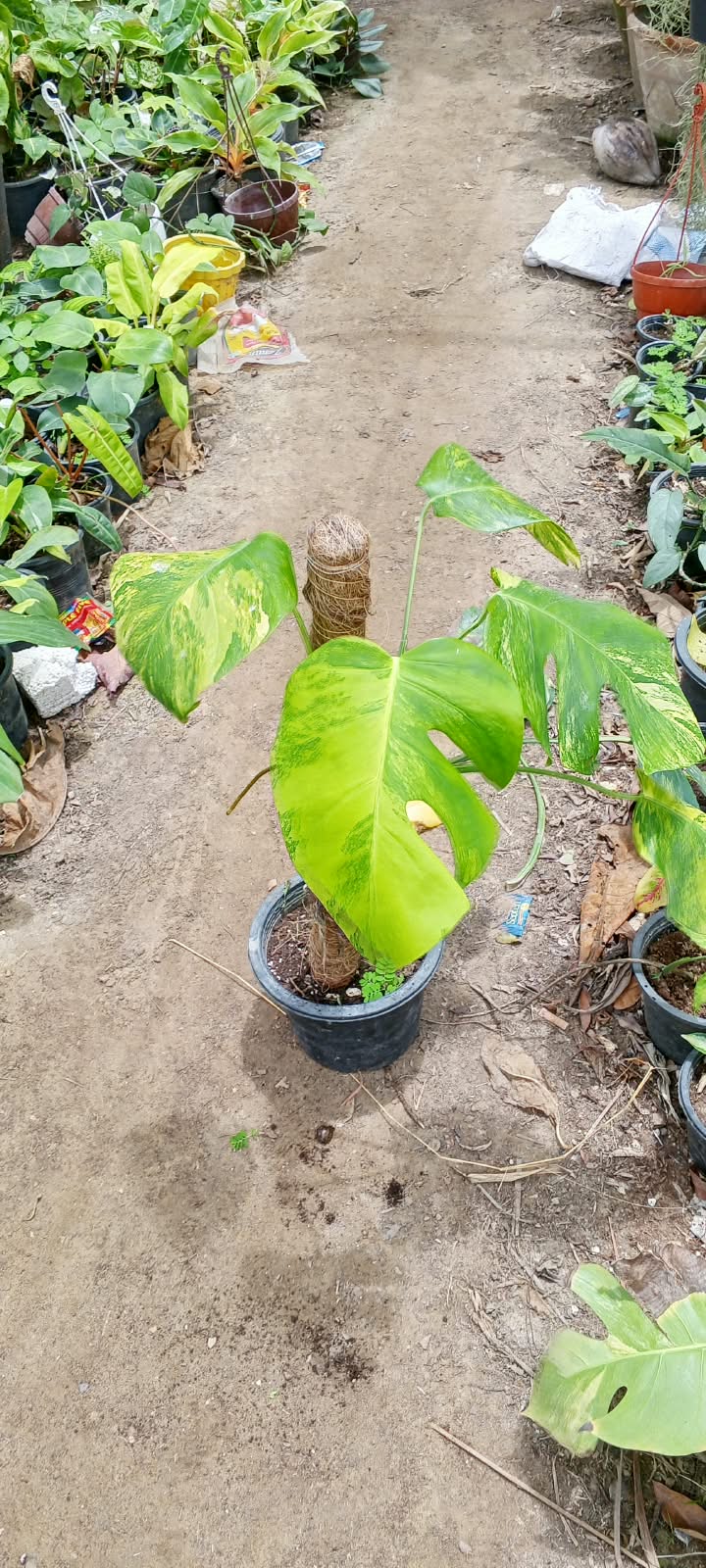 Monstera deliciosa golden (var borsigiana Aurea)