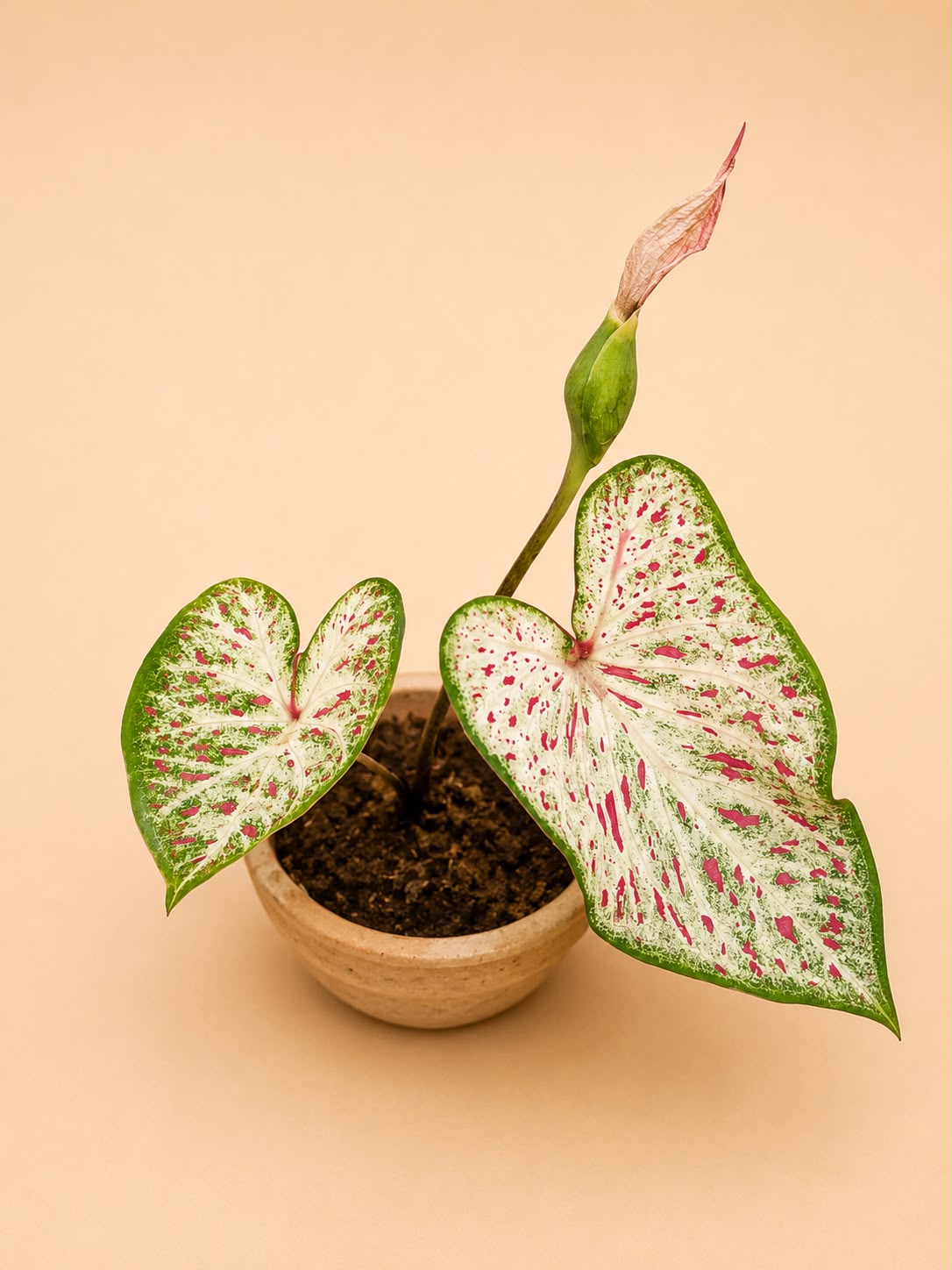 Caladium