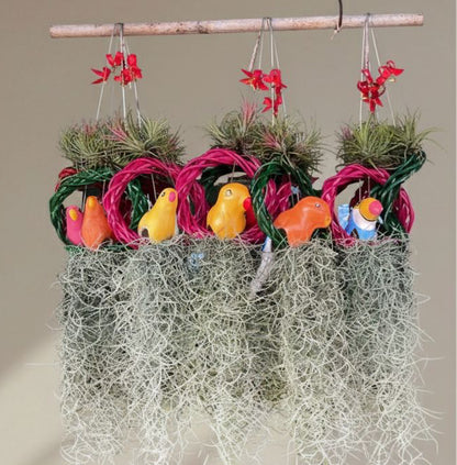 AirPlant with spanish moss (Tillandsia)