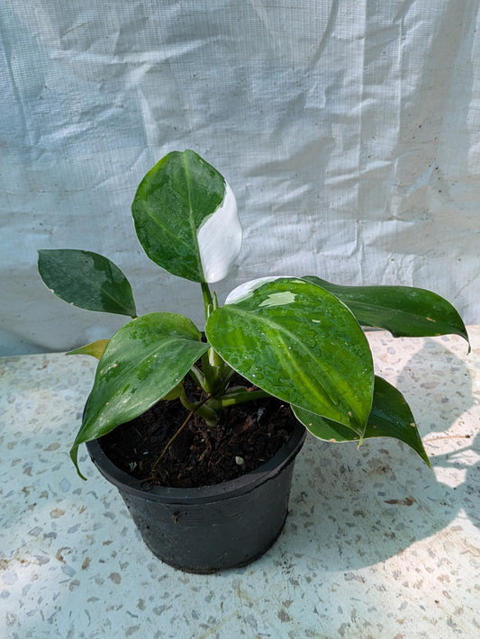 Philodendron white wizard