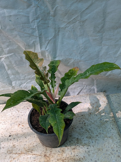 Philodendron ring of fire verigated