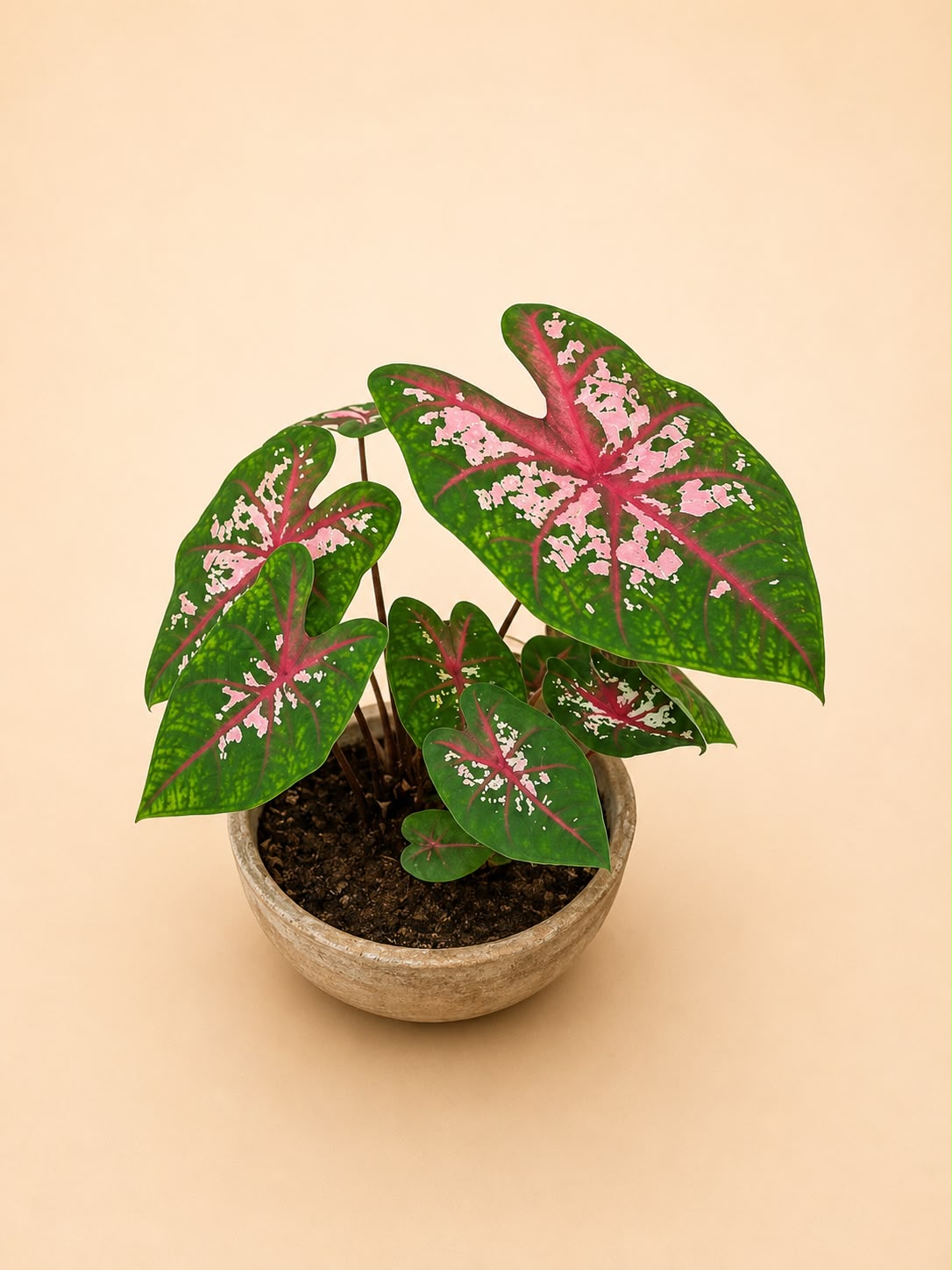 Caladium
