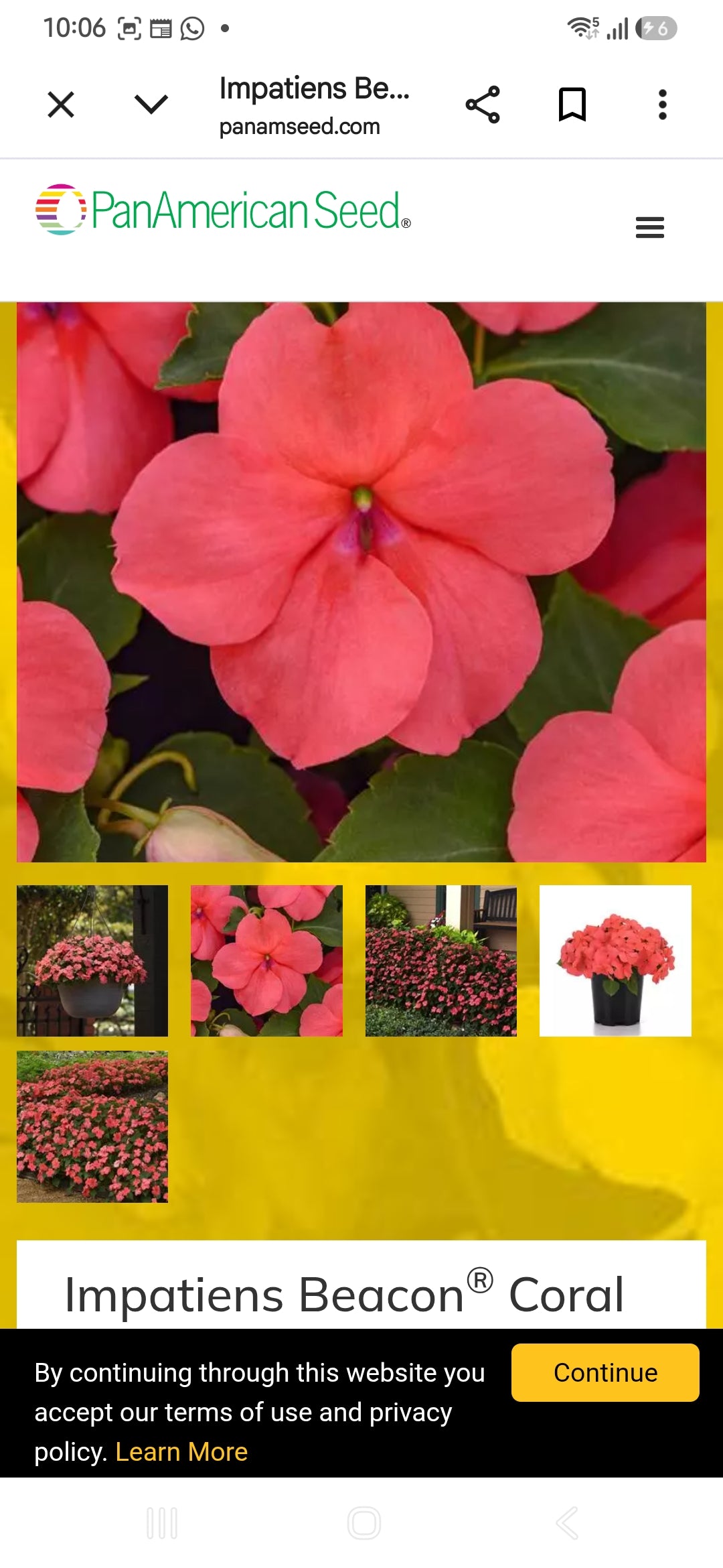 Impatiens Beacon f1  seedling per dozen