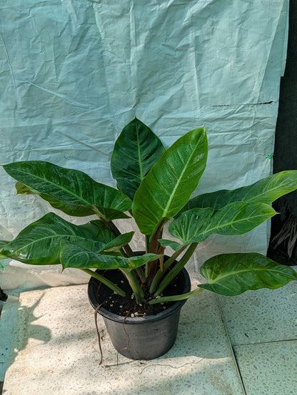 Philodendron melinoni