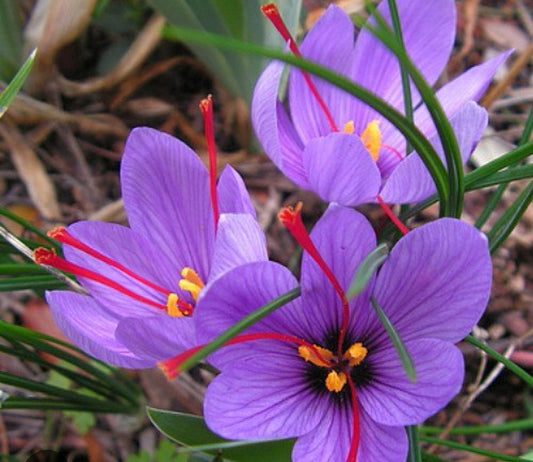 Saffron crocus