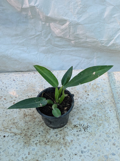 Philodendron fat boy