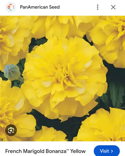 Marigold french jafri Paneeri (seedling) per dozen