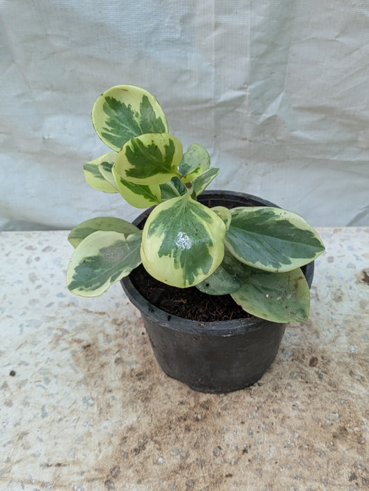 PAPEROMIA VARIEGATED