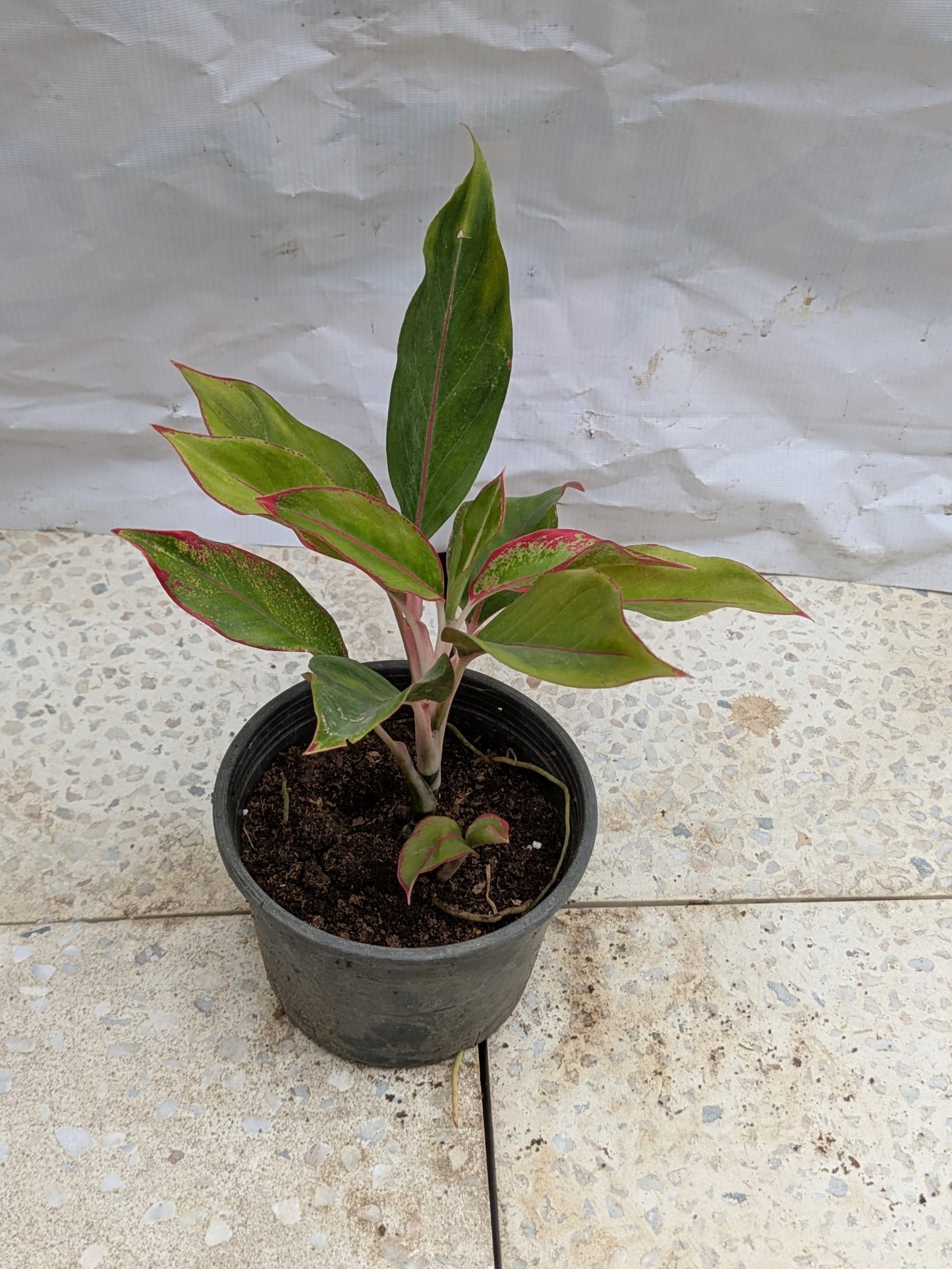 Aglaonema