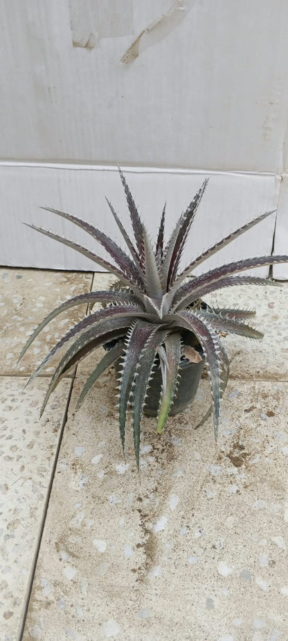 Dyckia hybrid