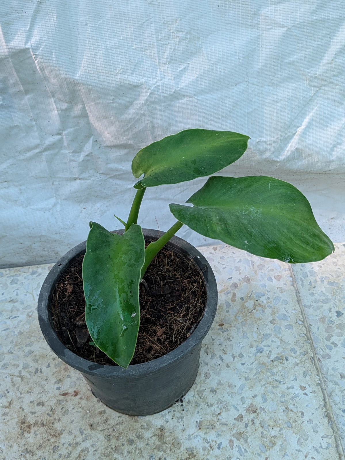 Philodendron rogusum
