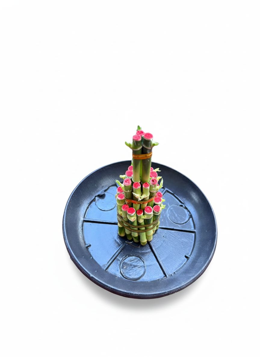 Lucky bamboo 3 step small