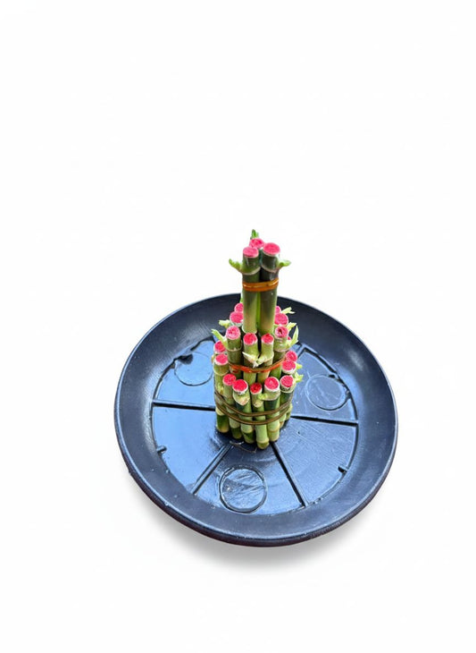 Lucky bamboo 3 step small