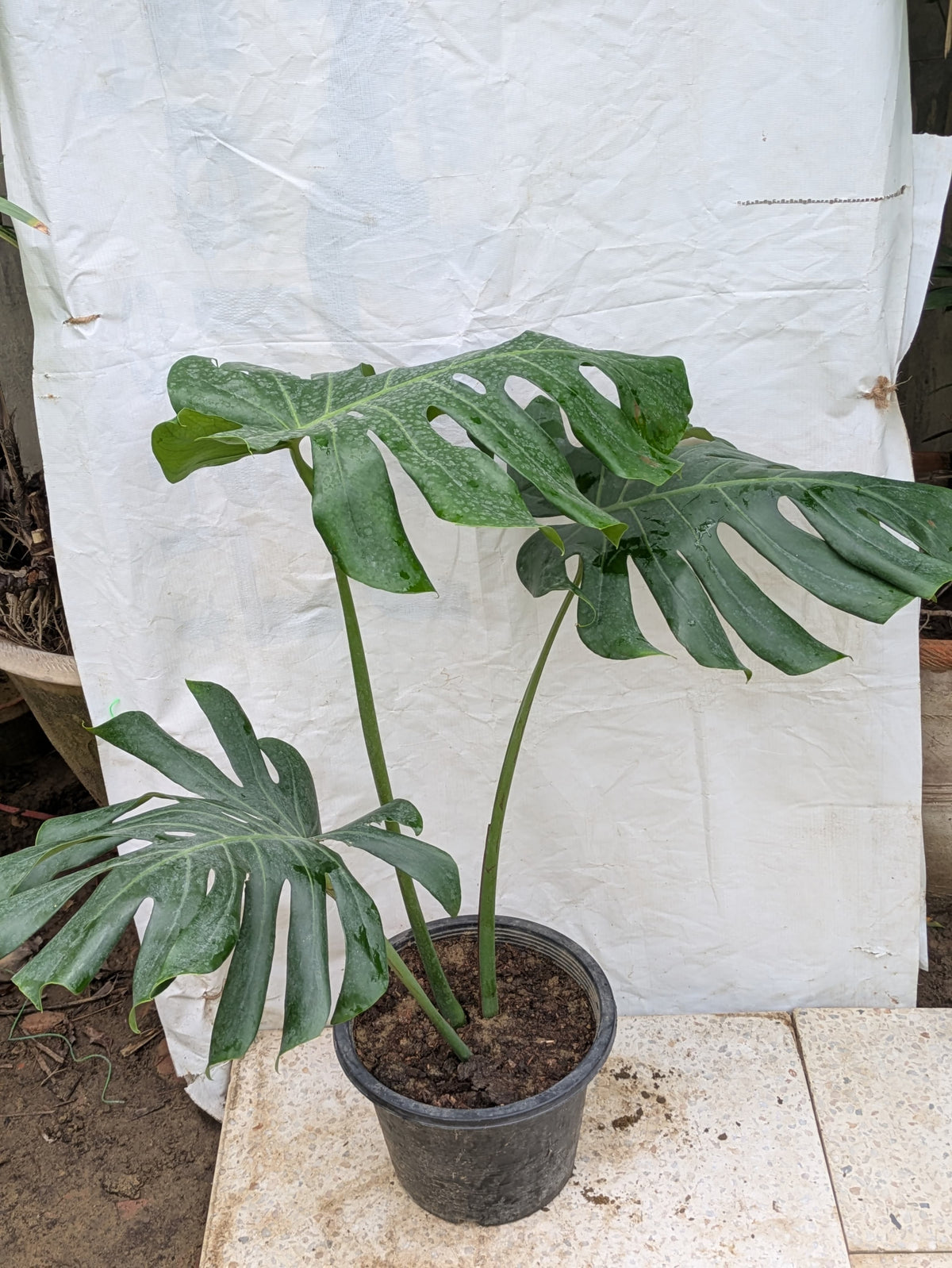 Monstera deliciosa